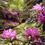 Click to enlarge photo of flowers and bridge