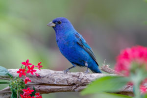 Blue bird on branch.