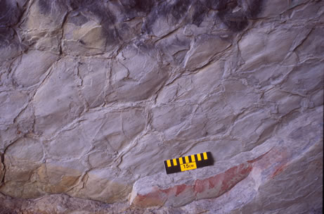 Deformed mudcrack polygons on a bedding plane exposure of the Wills Creek Formation at Pinto, MD