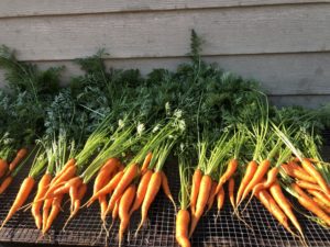 Organic carrots harvested from Allegheny's Carrden.