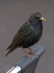 The common starling isn't really all that bad, Allegheny College English Professor John MacNeill Miller says.