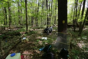 soil research in the forest