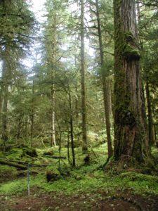 Old-growth Douglas fir forest at the HJ Andrews Long-Term Ecological Research Site, OR.