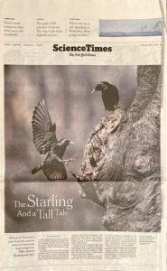The Starling and a Tall Tale
