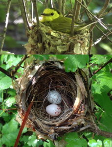Bird Nest, Ron Mumme