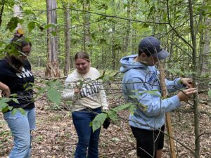 Heather Landis, Adrienne Hanas, and Jason Spindel examining damage to beech saplings caused by exotic nematodes