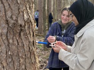 Athena Drollas and Shafia Bhatti sampling a red pine tree to determine tree growth.